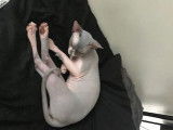 Chatons Sphynx LOOF à vendre