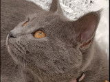 Chartreux LOOF disponibles
