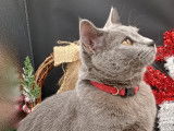 Chartreux LOOF disponibles