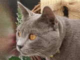 Chartreux LOOF disponibles