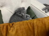 Scottish Fold de 3 mois à vendre