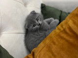 Scottish Fold de 3 mois à vendre