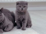 Scottish Fold de 3 mois à vendre