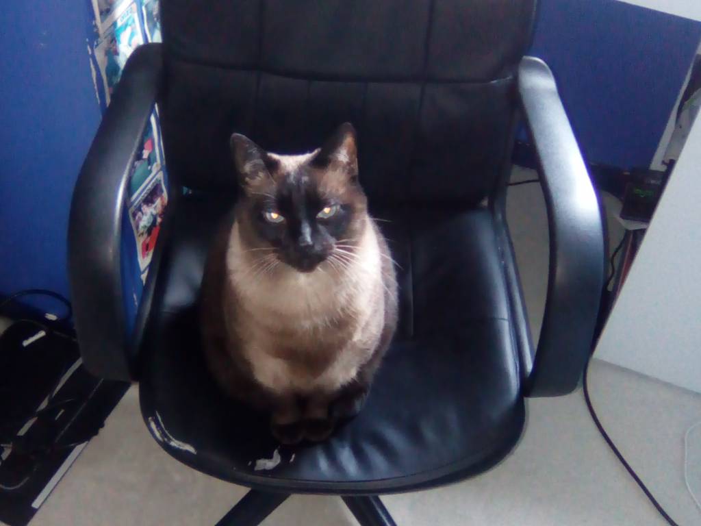 Nino, chat Siamois de 12 ans à vendre Petite Annonce chat