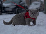 Mâle British Shorthair lilac OFB pour saillie