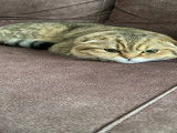 Mâle Scottish Fold recherche femelle pour saillie