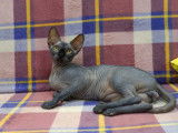 De race Sphynx disponible pour saillie