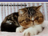 3 chatons Exotic Shorthairs à vendre