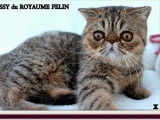 3 chatons Exotic Shorthairs à vendre