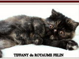 3 chatons Exotic Shorthairs à vendre