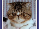 3 chatons Exotic Shorthairs à vendre