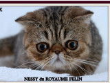 3 chatons Exotic Shorthairs à vendre