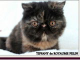 3 chatons Exotic Shorthairs à vendre