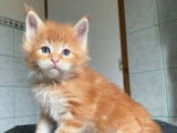 &Agrave; r&eacute;server 6 chatons Maine Coons