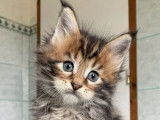 &Agrave; r&eacute;server 6 chatons Maine Coons