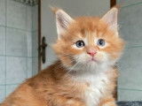 &Agrave; r&eacute;server 6 chatons Maine Coons