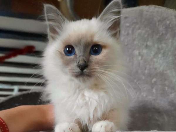 À vendre une chatonne Sacré de Birmanie blue point LOOF