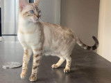 Une chatte Bengal LOOF de 2 ans au pelage seal silver tabby point disponible
