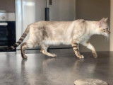 Une chatte Bengal LOOF de 2 ans au pelage seal silver tabby point disponible