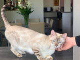 Une chatte Bengal LOOF de 2 ans au pelage seal silver tabby point disponible