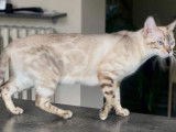 Une chatte Bengal LOOF de 2 ans au pelage seal silver tabby point disponible