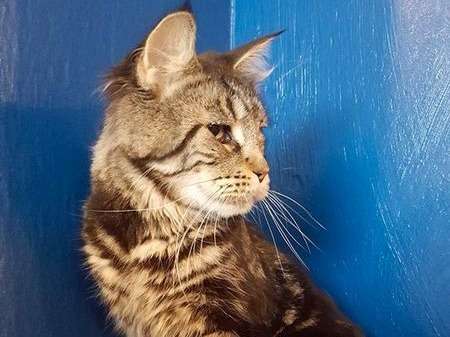 Une chatte Maine Coon LOOF de 11 ans au pelage brown tabby blotched à céder