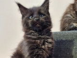 Un chaton mâle Maine Coon LOOF black solid à réserver