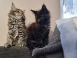 Un chaton mâle Maine Coon LOOF black solid à réserver