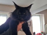 Un chaton mâle Maine Coon LOOF black solid à réserver