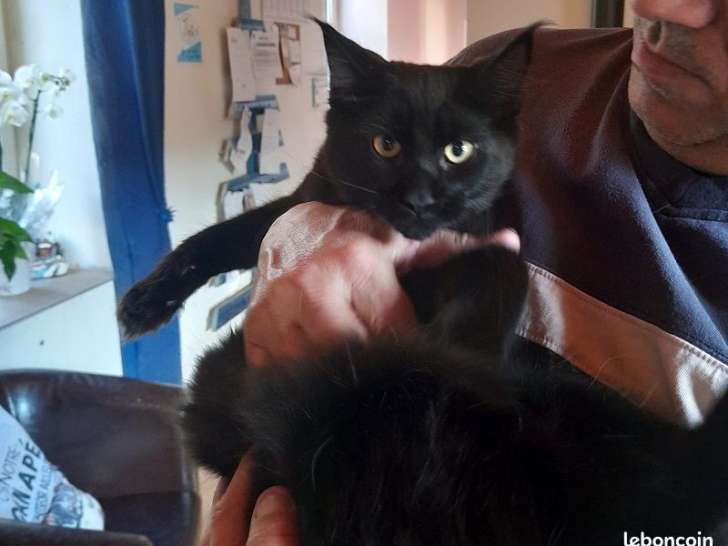 Disponibles 5 chatons Maine Coons LOOF