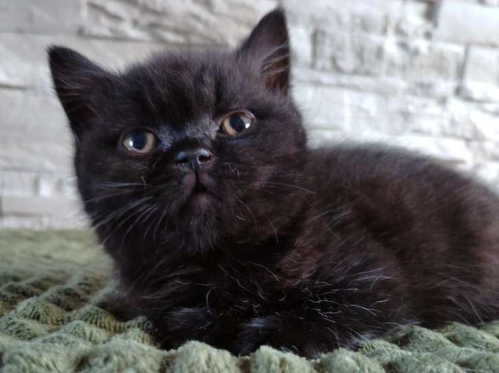 À réserver un chaton British Shorthair noir