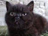 À réserver un chaton British Shorthair noir