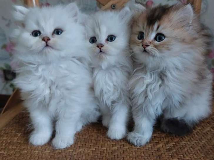 3 chatonnes British Longhairs LOOF disponibles