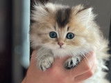 3 chatonnes British Longhairs LOOF disponibles