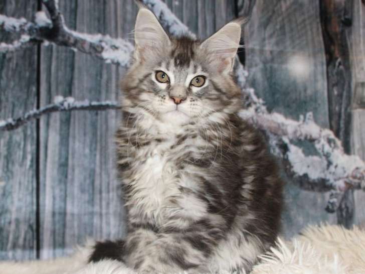 Disponible un chaton Maine Coon LOOF