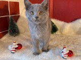 Vente de 2 chatons femelles Chartreux LOOF