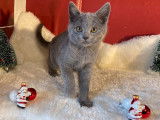 Vente de 2 chatons femelles Chartreux LOOF