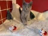 Vente de 2 chatons femelles Chartreux LOOF