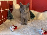 Vente de 2 chatons femelles Chartreux LOOF