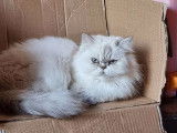 Vente d'une chatte Persan blanche, non LOOF