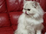 Vente d'une chatte Persan blanche, non LOOF