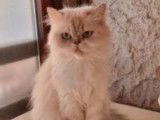 Vente d'une chatte Persan blanche, non LOOF