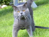 Chat Chartreux LOOF de 10 ans disponible