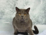 Chat Chartreux LOOF de 10 ans disponible
