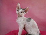 Vente d’une chatonne Devon Rex LOOF