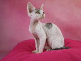 Vente d’une chatonne Devon Rex LOOF