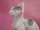 Vente d’une chatonne Devon Rex LOOF