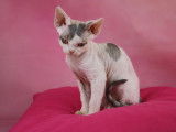 Vente d’une chatonne Devon Rex LOOF