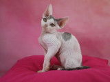 Vente d’une chatonne Devon Rex LOOF