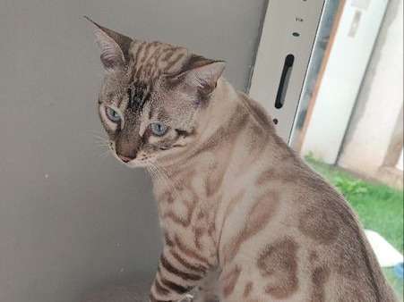 2 chatons Bengals LOOF disponibles